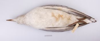 Media type: image;   Ornithology 41601